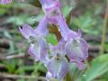 Corydalis cava